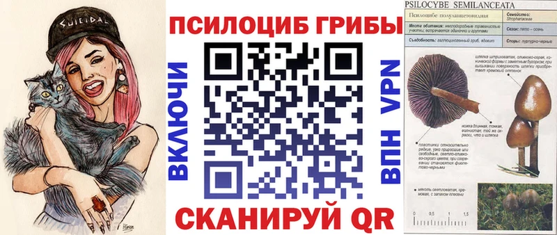 Купить закладки  Балашов  Псилоцибиновые грибы Cubensis 